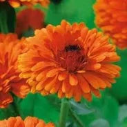 Inspiration colorimétrique souci orange boucles arabesques - Madame de Marsac